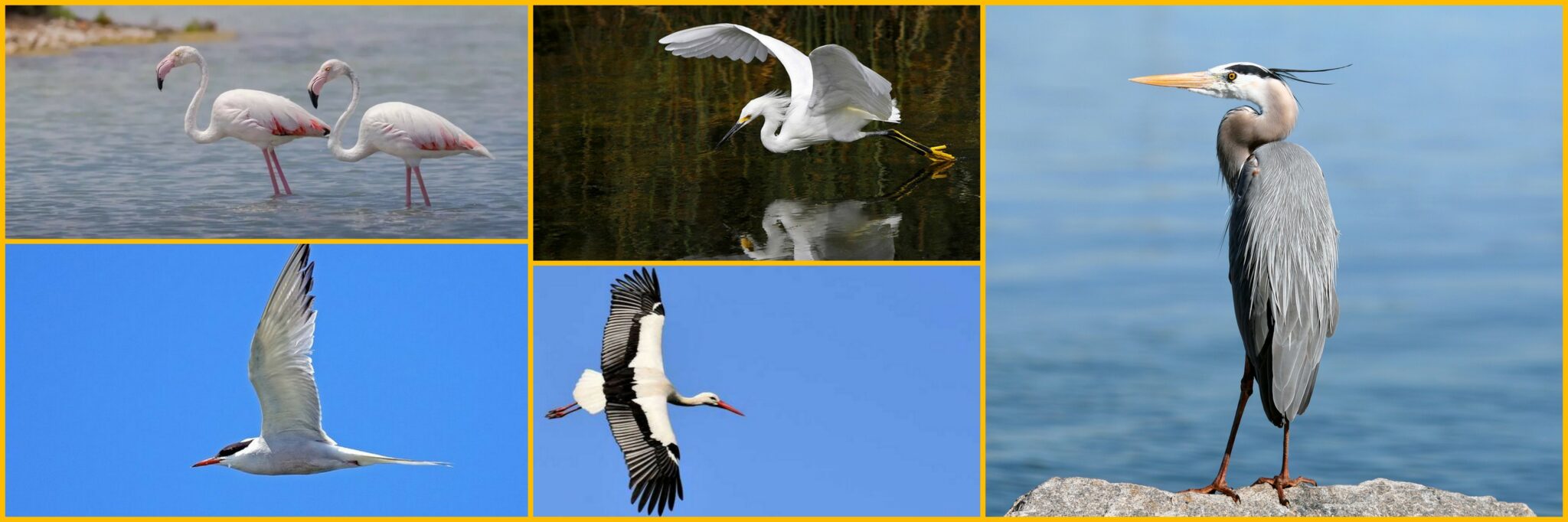 Camargue Oiseaux