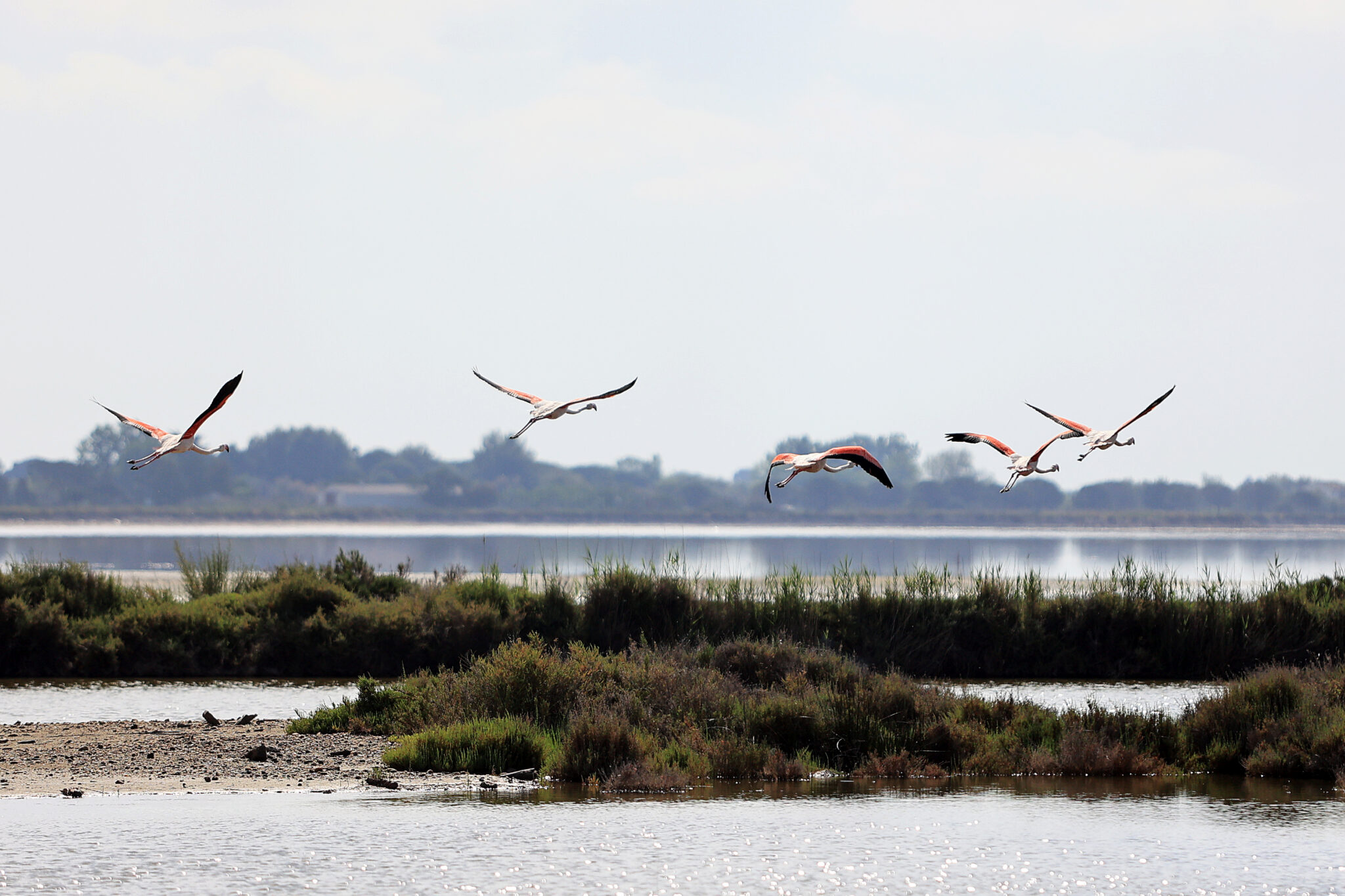 Ciel Bleu et Flamant Rose 